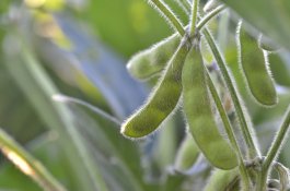 How to Stop Rhizoctonia Root Rot from Ruining Your Soybean Harvest