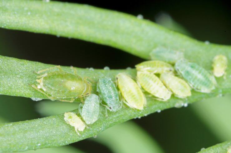 Willow carrot aphids