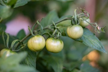 How to Kill Aphids on Tomato Plants with Stuff from Your Pantry