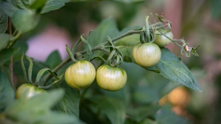 aphids on tomato plants