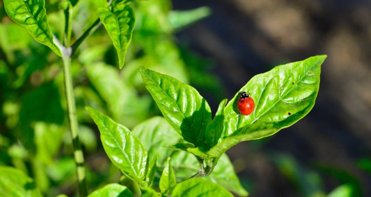 healthy herbs to grow