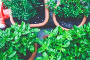 How to Fertilize Container Vegetables without Burning Your Plants