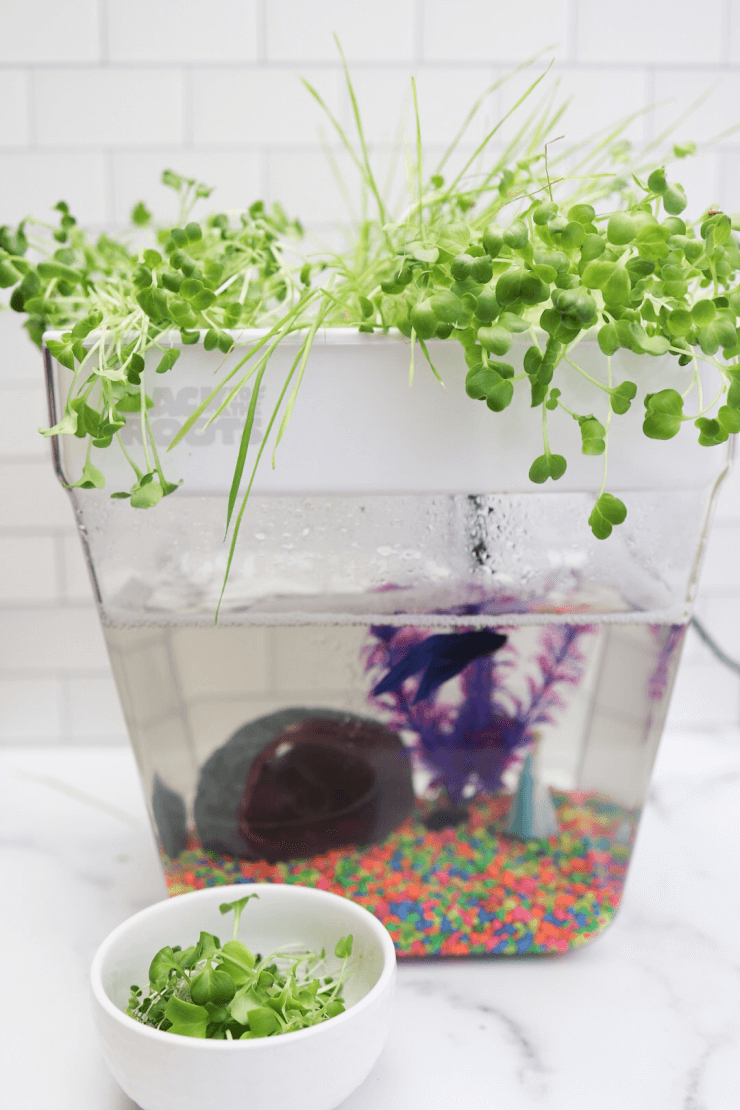 hydroponics for beginners.- aquaponics