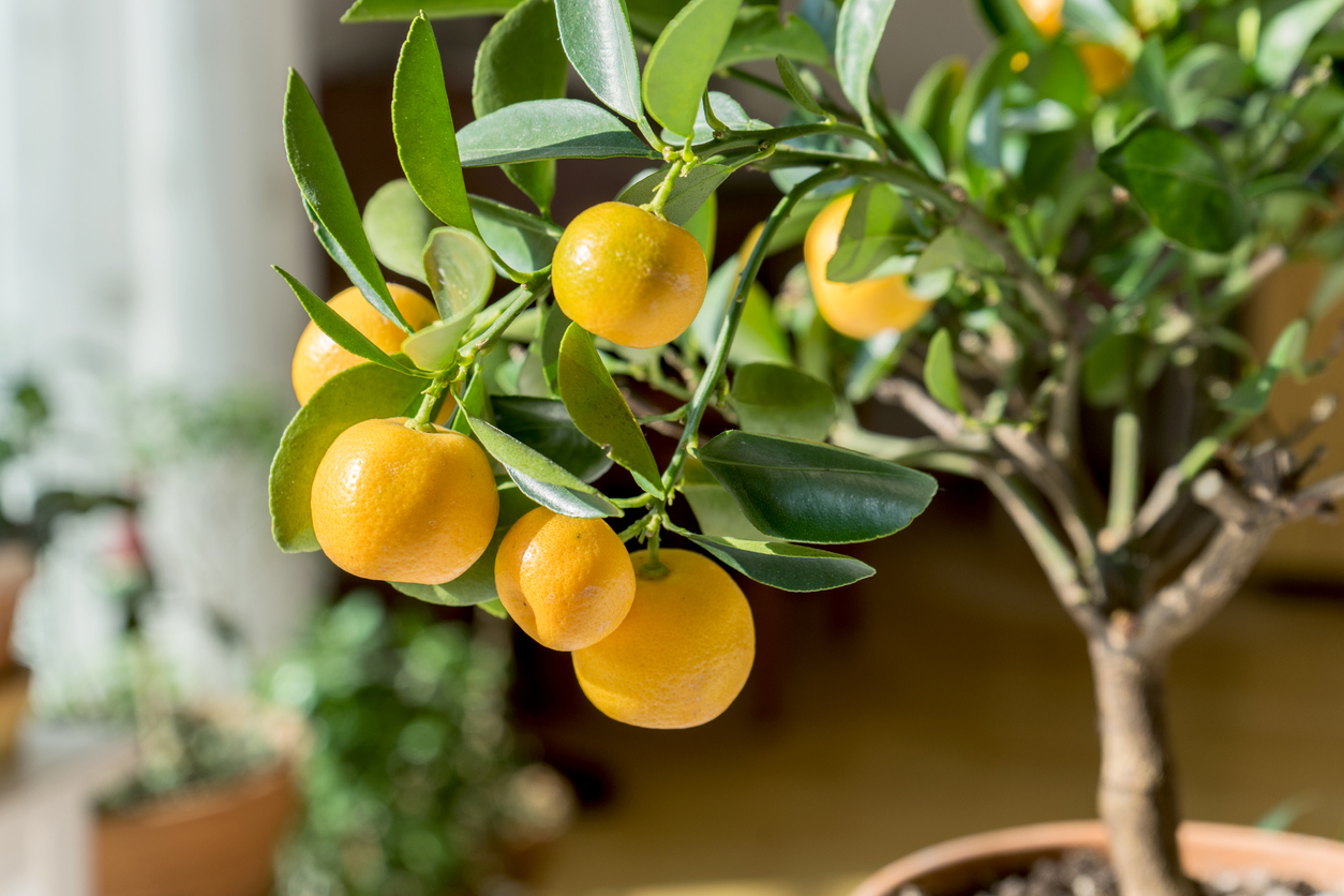 10 Care Tips for Keeping Indoor Citrus Trees Alive in the Winter and