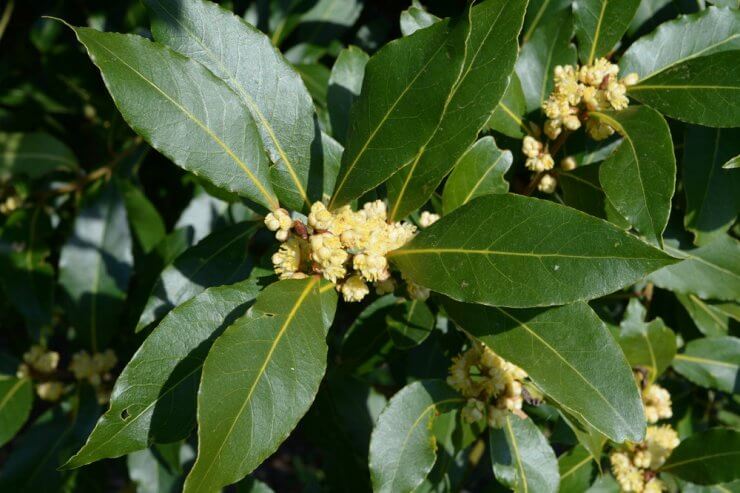 Flowering Bay Laurel leaves in close up