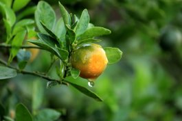 Watering, Weeding, Pruning and Fertilizing your Orange Trees