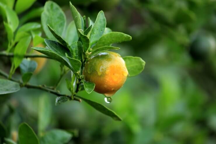 Freshly watered orange tree