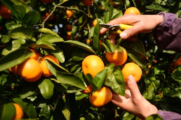 Gardener harvesting oranges