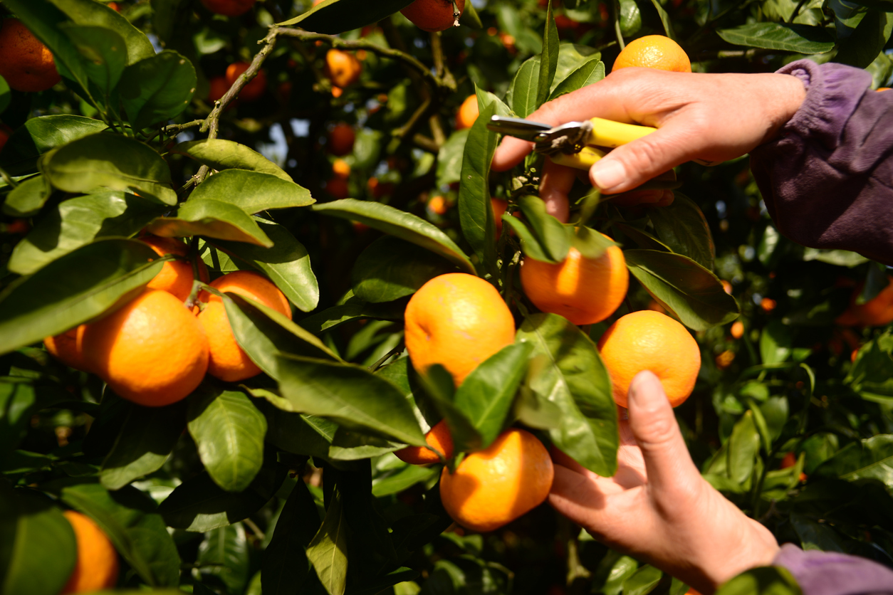 Harvesting your Oranges - Food Gardening Network