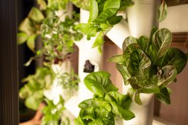 Hydroponics for Beginners: 5 Systems for Growing Greens and Veggies