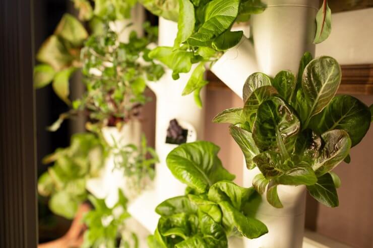 hydroponics for beginners.- gardyn