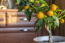10 Care Tips for Keeping Indoor Citrus Trees Alive in the Winter and Beyond