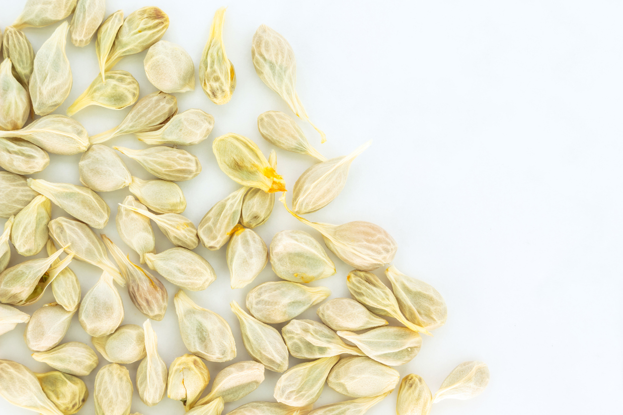 Growing Oranges from Seeds, Cuttings, or Saplings Food Gardening Network