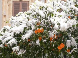 Winterizing your Orange Trees