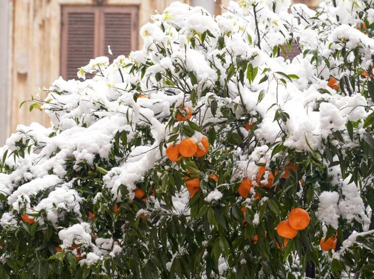 Orange tree covered in winer snow