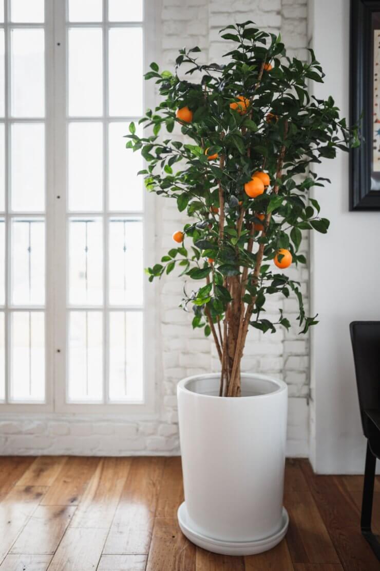 Orange tree growing indoors in a container