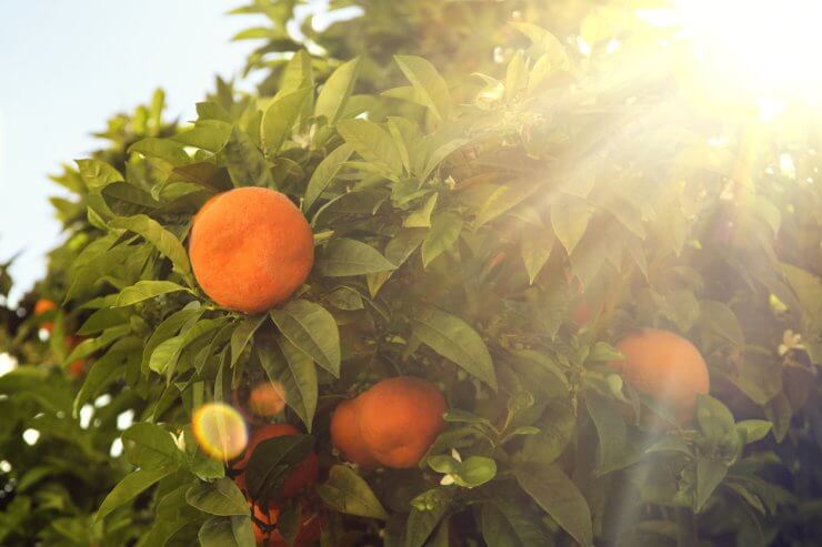 Orange tree in the sun