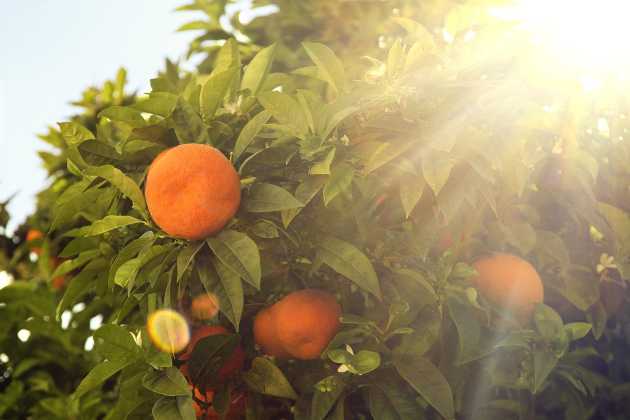 Soil and Sun Requirements for Growing Orange Trees Food Gardening Network