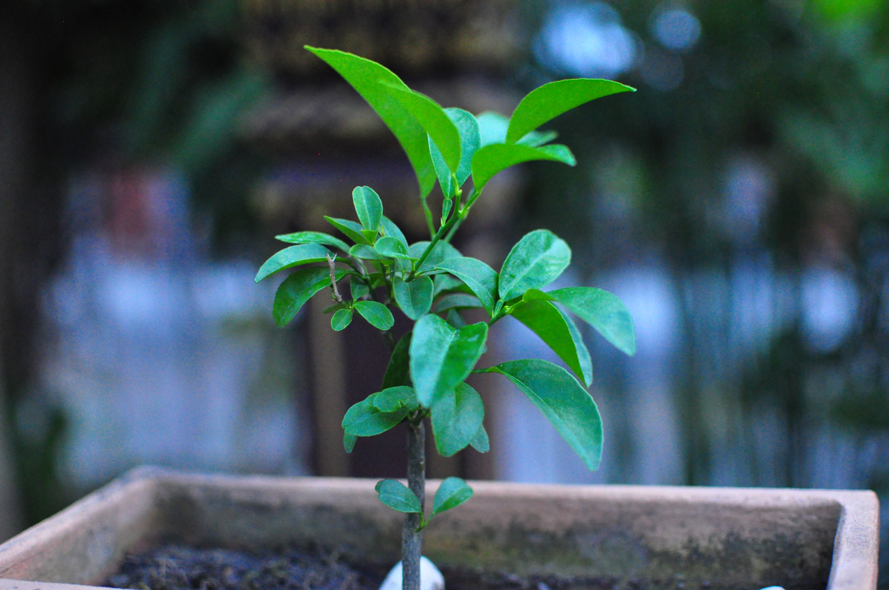 growing-oranges-from-seeds-cuttings-or-saplings-food-gardening-network