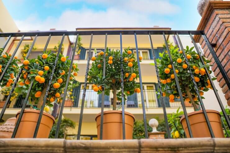 Orange trees growing in pots on a balcony