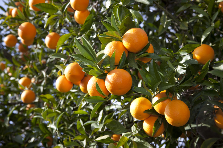 Oranges growing on orange tree in garden