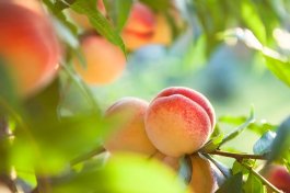 Peaches, Pruning, and Preparation: Your Late Summer Game Plan