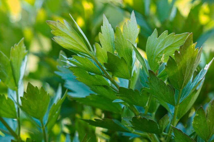 Spices and Herbs, Lovage plant (Levisticum officinale) growing in the garden.