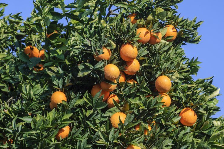 Washington navel oranges