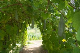 How to Build a Hanging Vegetable Arbor for Climbing Crops