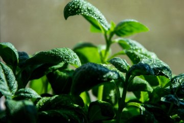 How to Save an Overwatered Basil Plant