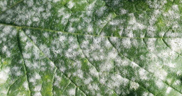 Disease-infected kale leaf