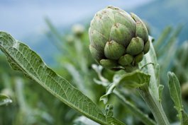 How to Stop Botrytis Rot from Killing Your Artichoke Harvest