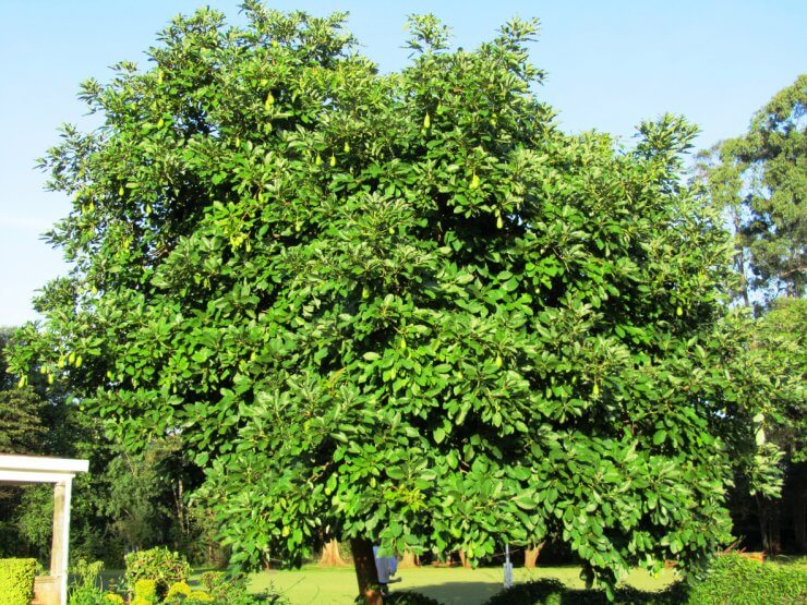 Avocado Tree