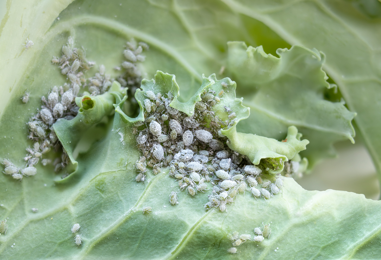 Dealing with Kale Pests Food Gardening Network