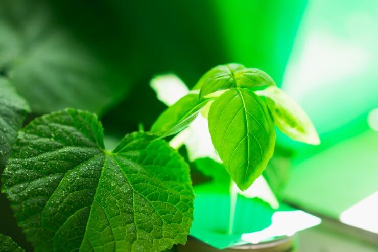 Closeup Hydroponic plant, young Italian basil