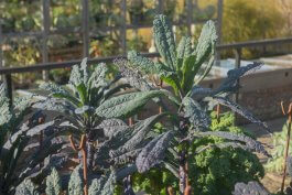 Overwintering Kale: From Frost to Feast