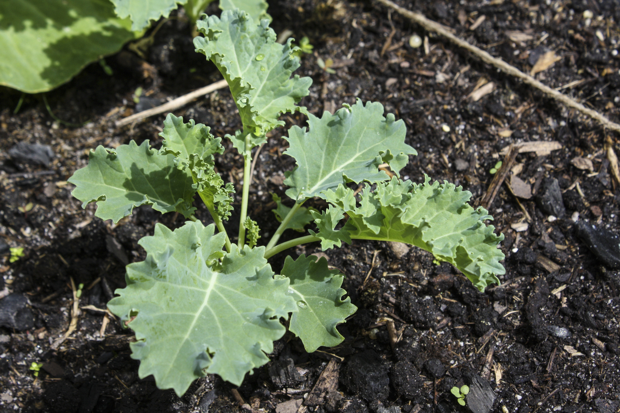 Dwarf Siberian Kale - Food Gardening Network