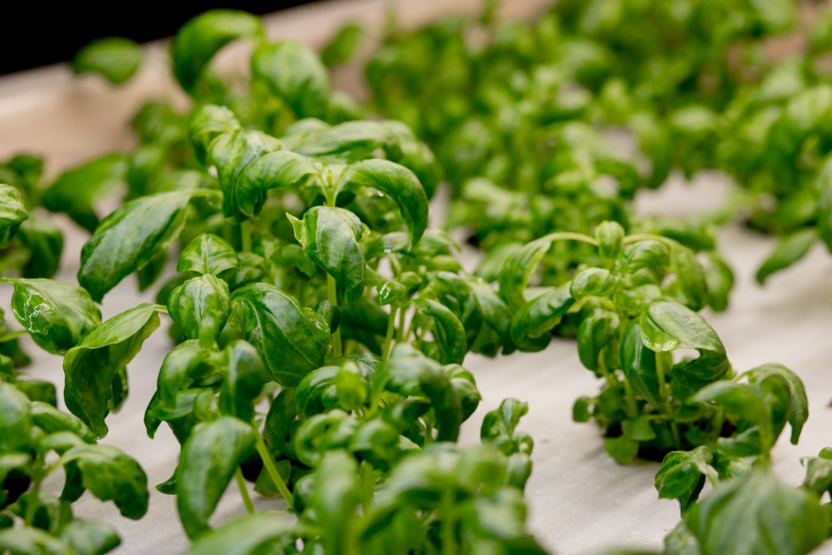 How to Grow Basil Hydroponically