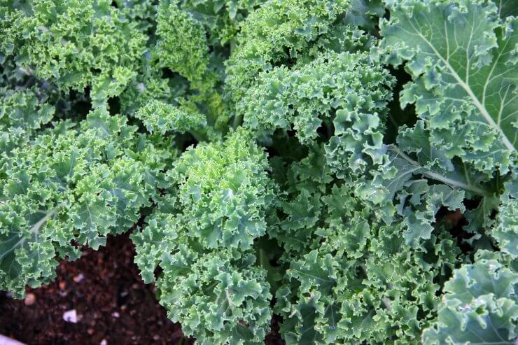 Healthy kale growing in garden