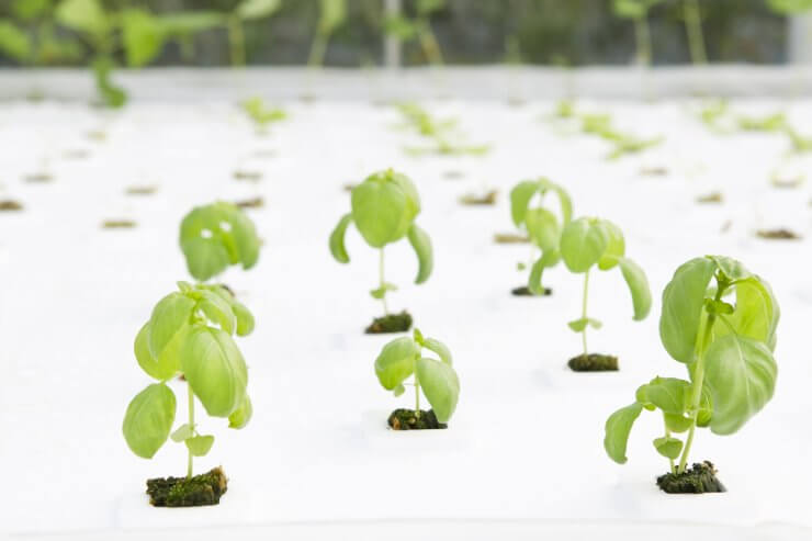 Hydroponic Sweet Basil in Commercial Greenhouse