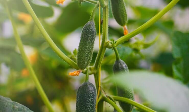 Inside of greenhouse with cucumbers