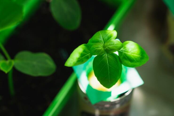 Closeup Hydroponic plant, young Italian basil on sunlight using as food ingredient and backyard farming concept