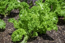 Planting Kale in the Ground or in Raised Beds