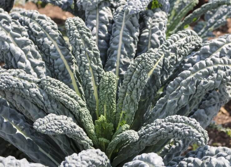 Kale growing in the garden