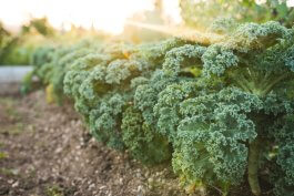 Soil and Sun Requirements for Growing Kale Plants