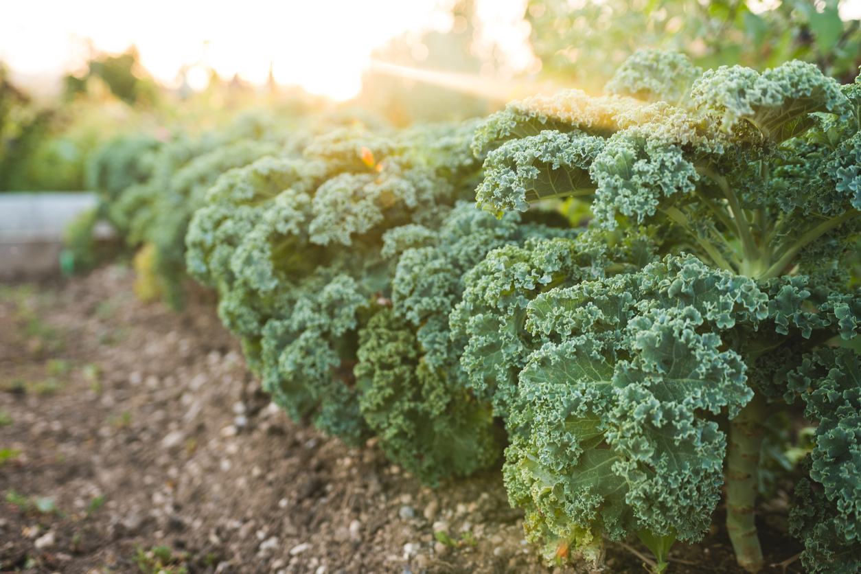 Soil and Sun Requirements for Growing Kale Plants Food Gardening Network