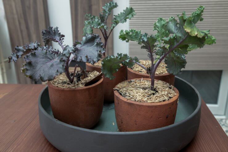 Kale plants growing inside in containers