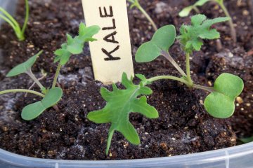 Kale seedlings
