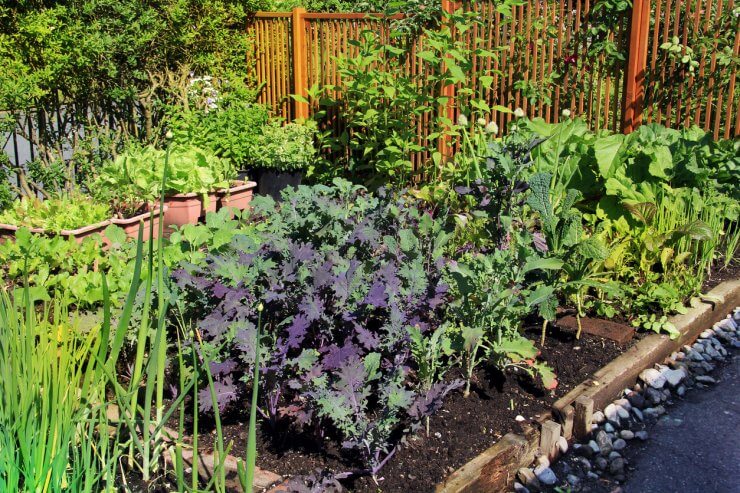 Raised bed vegetable garden growing kale and other companion plants