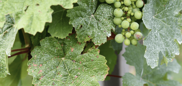 powdery mildew